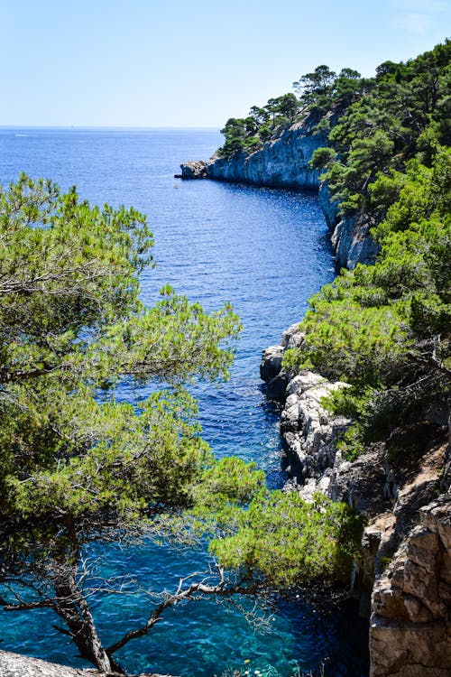 Pins maritimes surplombant les eaux turquoise des Calanques de Cassis